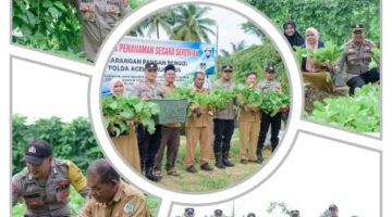 Kapolsek dan Muspika Panen Perdana Sawi di Pekarangan Pangan Bergizi